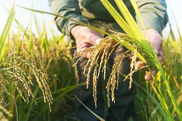 Peran Agroindustri dalam Meningkatkan Nilai Pertanian Indonesia: Dari Gabah ke Beras Premium
