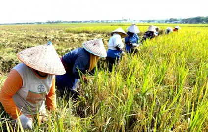 Mengubah Panen Jadi Pundi: Peran Agroindustri dalam Pertanian