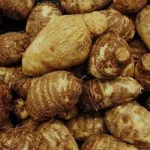 Menggali Potensi Talas Beneng sebagai Inovasi Unggulan Pertanian Banten