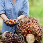 TRANSFORMASI PRODUK KELAPA SAWIT MELALUI AGROINDUSTRI BERKELANJUTAN DI INDONESIA