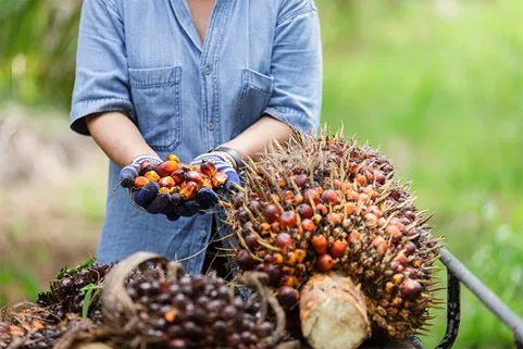 TRANSFORMASI PRODUK KELAPA SAWIT MELALUI AGROINDUSTRI BERKELANJUTAN DI INDONESIA