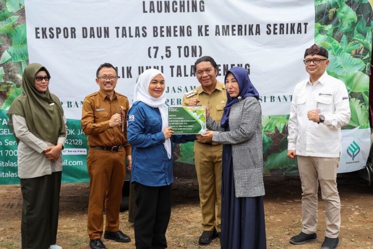 Banten Ekspor Daun Talas Beneng ke Amerika Serikat