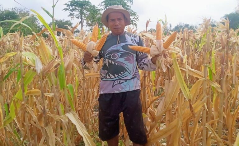 Optimalkan Lahan Pertanian Jadi Lebih Produktif, Supali Sukses Berkebun Jagung