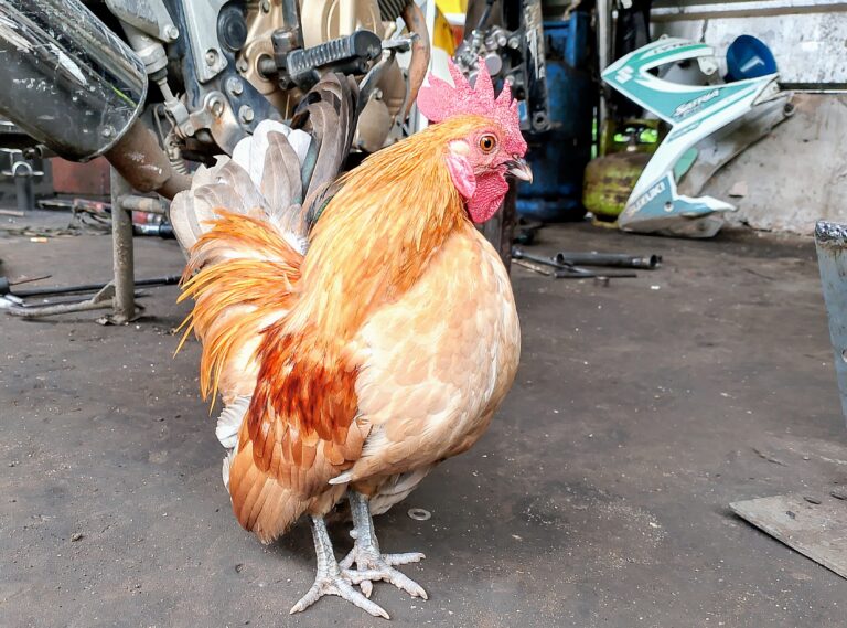 10 Fakta Unik dan Menarik Seputar Ayam Kate