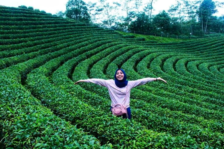 Mengenal Wisata Kebun Teh Cikuya, Tempat Asal Teh Terbaik Dunia yang Berada di Banten