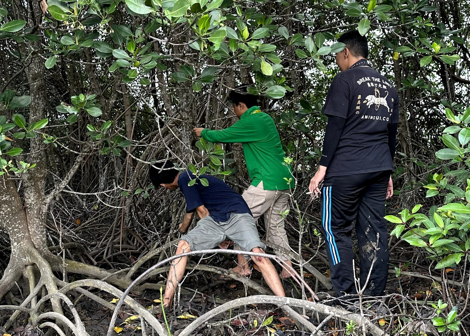 Inovasi Mahasiswa UGM dalam Program KKN-PPM: Pemasangan Lampu Tenaga Surya dan Penelitian Mangrove untuk Mendukung Pembangunan Berkelanjutan di Kabupaten Serang