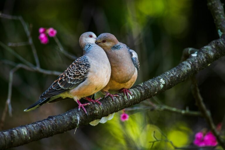 3 Langkah Penting untuk Sukses Merawat Anakan Perkutut: Panduan Lengkap untuk Pecinta Burung Kicau