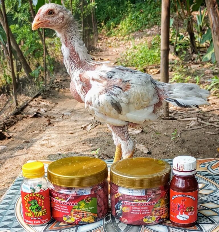 Tips dan Trik Beternak Ayam Bangkok