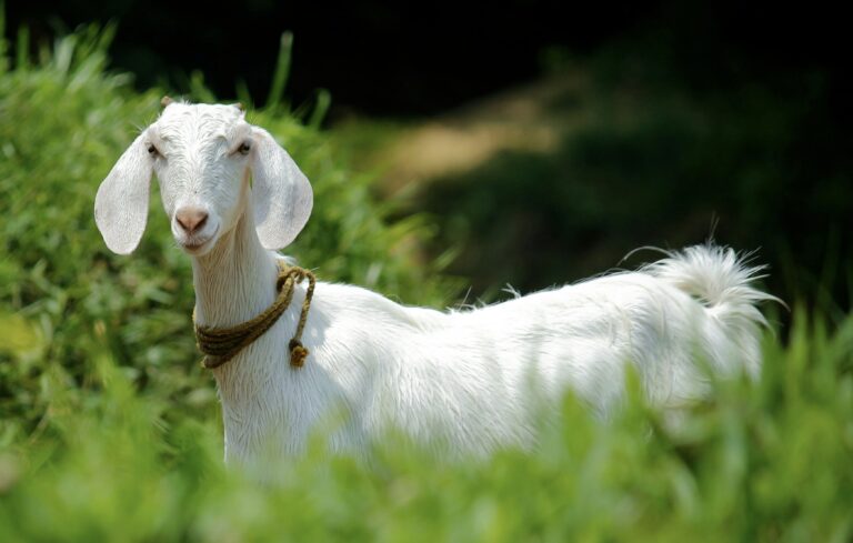 Harga Kambing Kurban di Lebak Meningkat Jelang Idul Adha 1445 Hijriah