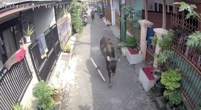 Sapi Kurban Kabur Hampir Seruduk Bocah di Karawaci, Tangerang: Rekaman CCTV Viral