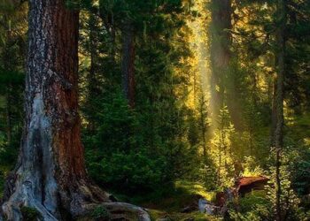 Lindungi Hutan, Selamatkan Masa Depan Generasi