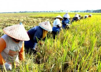 Mengubah Panen Jadi Pundi: Peran Agroindustri dalam Pertanian