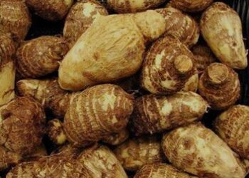 Menggali Potensi Talas Beneng sebagai Inovasi Unggulan Pertanian Banten