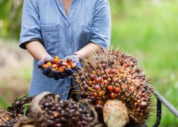 TRANSFORMASI PRODUK KELAPA SAWIT MELALUI AGROINDUSTRI  BERKELANJUTAN DI INDONESIA