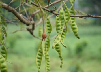 Mengungkap Asal-Usul Cipete: Dari Tetes Akar Pohon Petai Hingga Jadi Sentra Perdagangan Legendaris