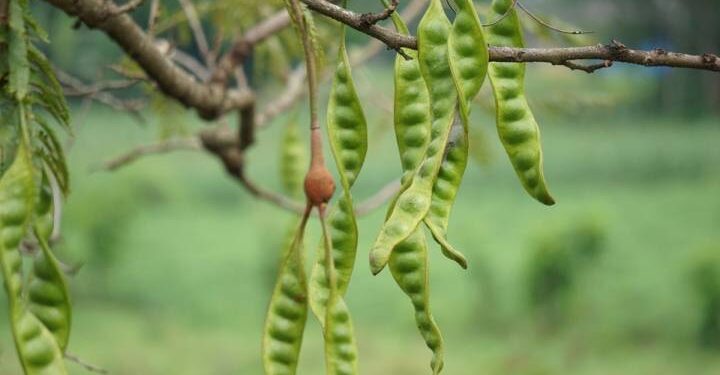 Mengungkap Asal-Usul Cipete: Dari Tetes Akar Pohon Petai Hingga Jadi Sentra Perdagangan Legendaris