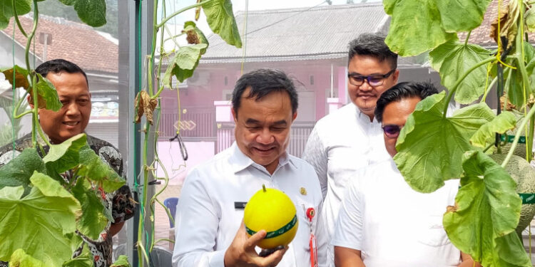 PANEN MELON MILENIAL: Saat Anak Muda Tangerang Tunjukkan Pertanian Bisa Keren dan Menguntungkan