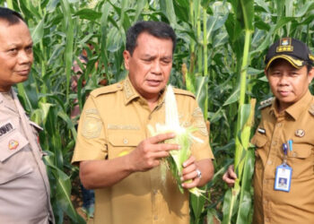 Panen Jagung Pulut di Sukamulya, Bupati Tangerang Ungkap Potensi Untung Jutaan Rupiah per Bulan: “Jangan Malu Jadi Petani!”