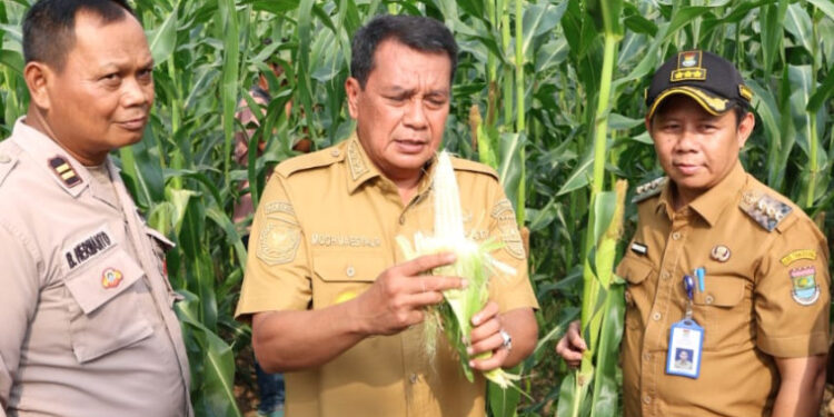 Panen Jagung Pulut di Sukamulya, Bupati Tangerang Ungkap Potensi Untung Jutaan Rupiah per Bulan: “Jangan Malu Jadi Petani!”