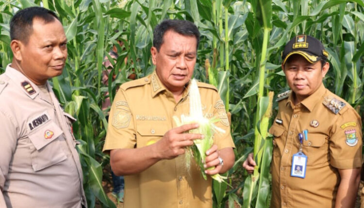 Panen Jagung Pulut di Sukamulya, Bupati Tangerang Ungkap Potensi Untung Jutaan Rupiah per Bulan: “Jangan Malu Jadi Petani!”