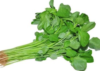 Sayur Bayam, Si Hijau Penambah Energi dan Zat Besi Alami