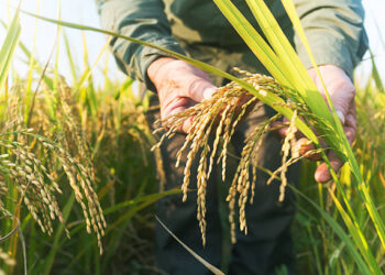 Peran Agroindustri dalam Meningkatkan Nilai Pertanian Indonesia: Dari Gabah ke Beras Premium