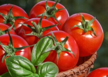 Tomat, Si Merah Kaya Antioksidan yang Efektif Tangkal Radikal Bebas