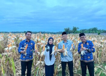 Panen Jagung 18 Ton di Serang: Momentum Besar Ketahanan Pangan dari Desa, Bupati Zakiyah Turun Langsung ke Lapangan