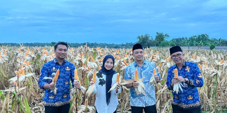 Panen Jagung 18 Ton di Serang: Momentum Besar Ketahanan Pangan dari Desa, Bupati Zakiyah Turun Langsung ke Lapangan