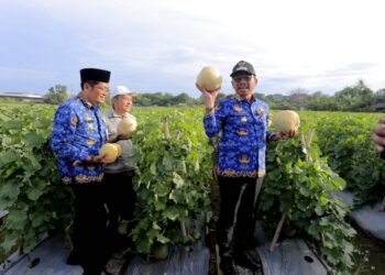 Panen Bawang Merah & Melon di Batu Ceper Bikin Warga Penasaran: Seberapa Maju Urban Farming di Kota Tangerang?