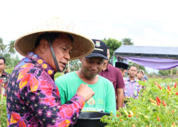 Panen Raya Cabai Setan di Legok Bikin Heboh: Produktivitas Tinggi, Pendapatan Petani Tembus Jutaan Rupiah per Bulan