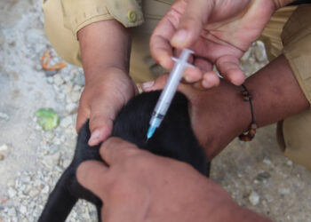 Banten Pertahankan Status Zero Case Rabies Selama 14 Tahun Berturut-turut
