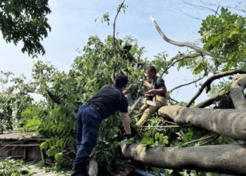 Pemkot Tangerang Imbau Masyarakat Laporkan Pohon Berpotensi Tumbang