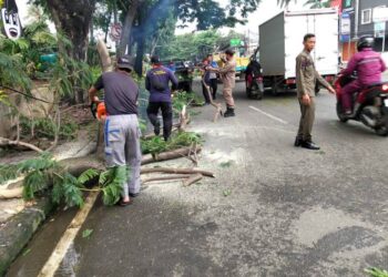Pohon Tumbang di Jatiuwung, Satgas Kecamatan Sigap Evakuasi