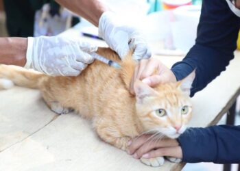 Pemkot Tangerang Gelar Vaksinasi Rabies Gratis untuk Hewan Peliharaan