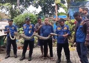 Ular Sanca Jumbo di Ciledug Berhasil Dievakuasi