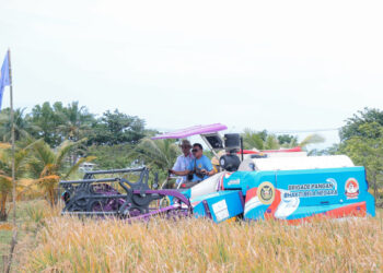 Padi Organik Varietas PS-08 Berhasil Dikembangkan di Banten