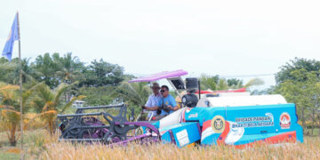 Padi Organik Varietas PS-08 Berhasil Dikembangkan di Banten